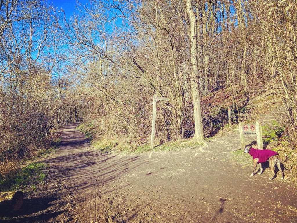 Jett by steps up into the woods