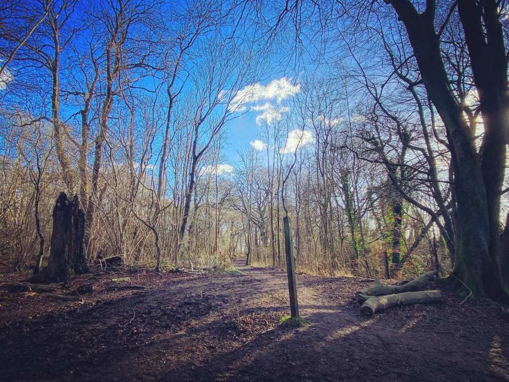 Dead tree, post, big tree