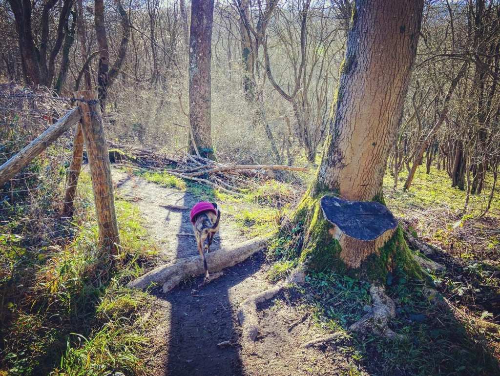 The corner with the options! To detour on the hunt for the railway shaft, go right, otherwise keep left along the fenceline