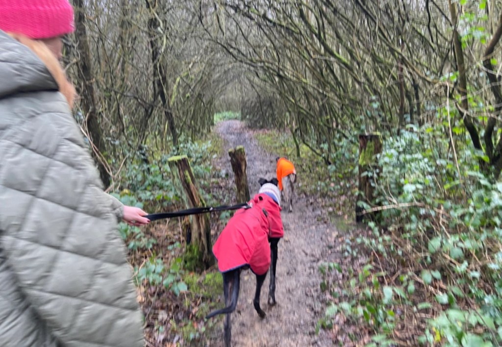 Greyhound going into woods