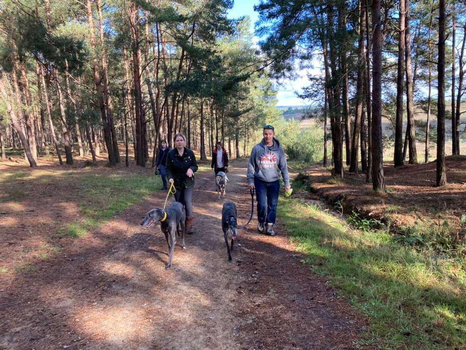 Walkers walking through tall trees with their greyhounds