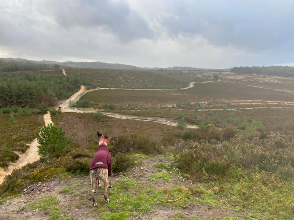 Jett whippet surveys the view from the top of the hill