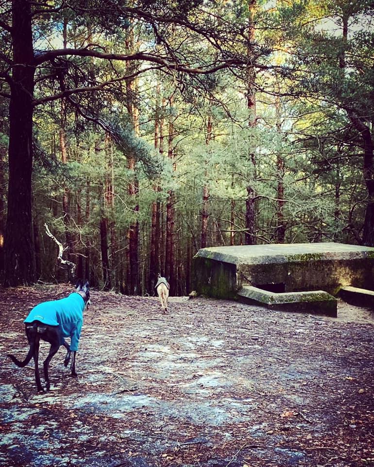 Rena greyhound and Jett whippet running over to a WW2 pill box