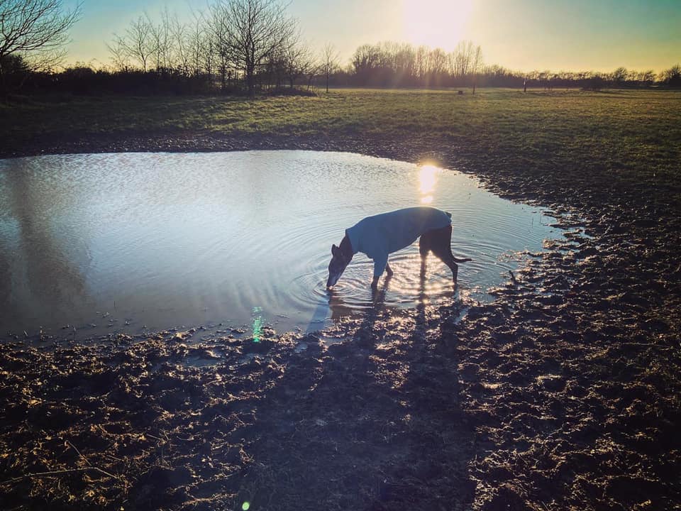 Rena greyhound drinking at the pond