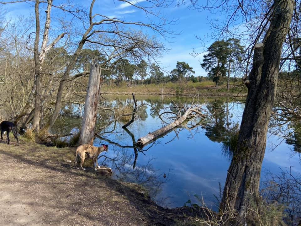 Jett whippet at the lake