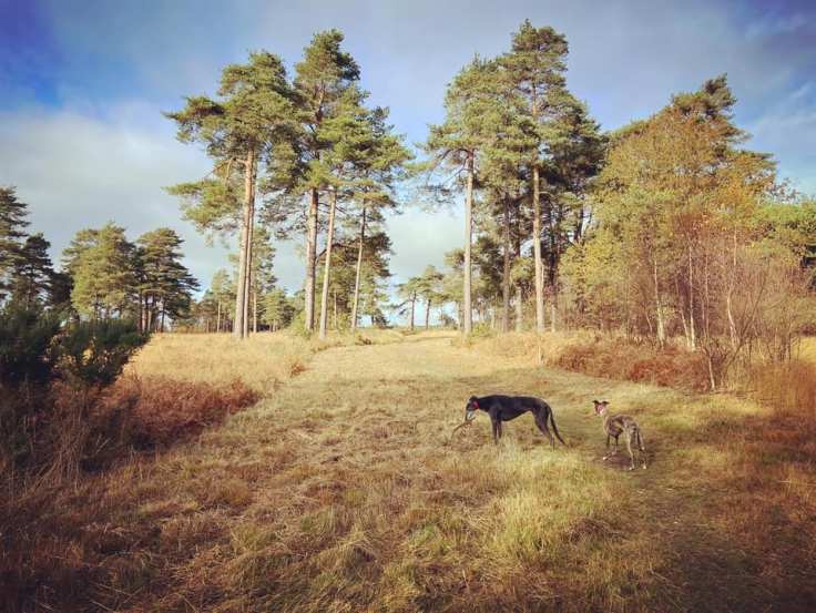 Rena greyhound and Jett whippet in grassland