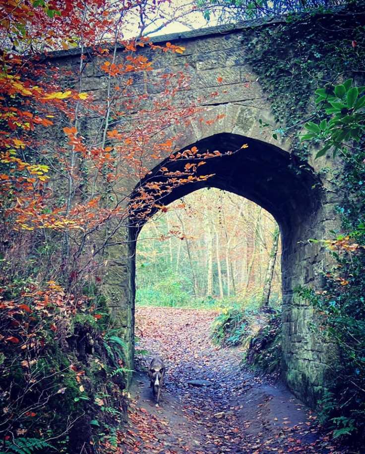 Jett whippet walking through the arch of a bridge