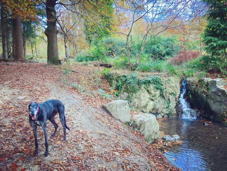 Rena greyhound at a pool created  with boulders from Cheddar Gorge