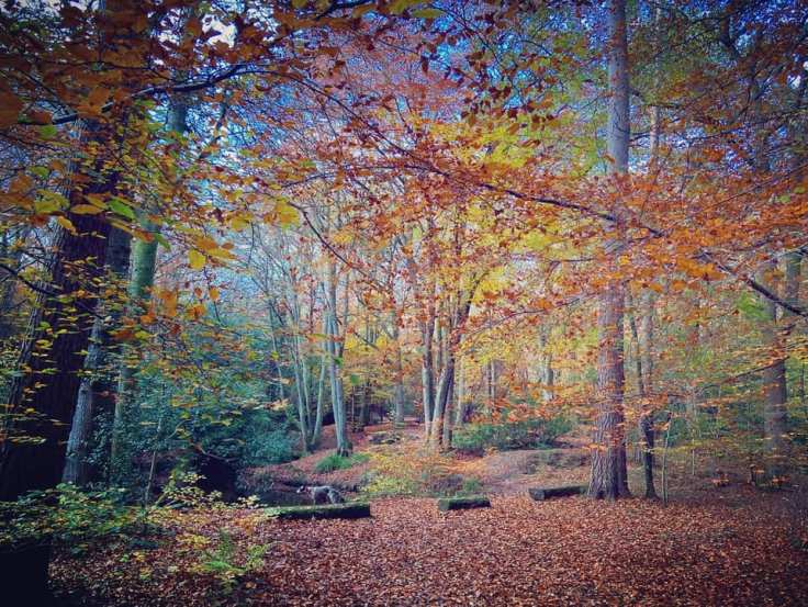 Jett running through autumn colour woodland by a lake