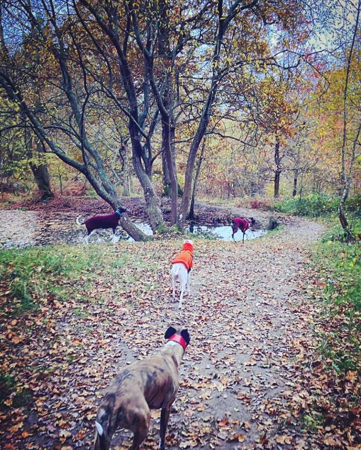Whippets at the pond