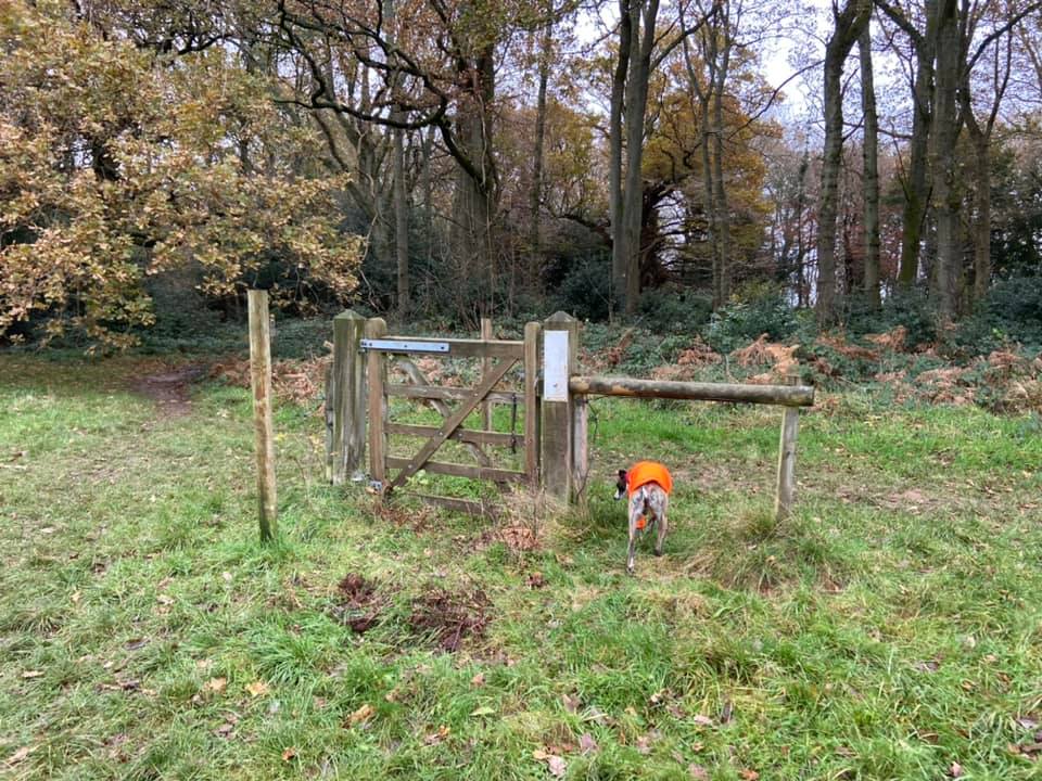 A gate standing in a field where there is no fence.