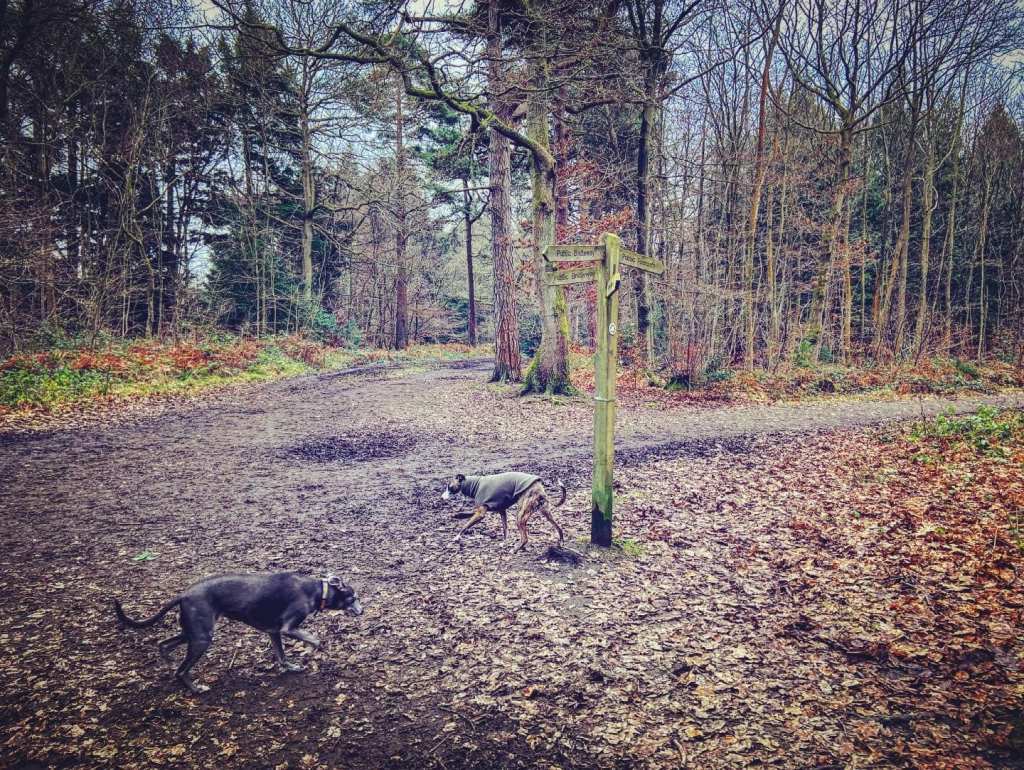 Two whippets at a finger post at a junction of paths in woods