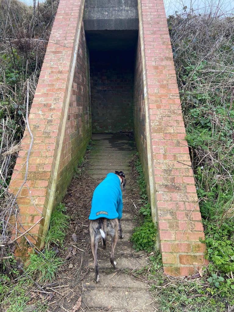 Jett whippet entering the back wall of a blast pen