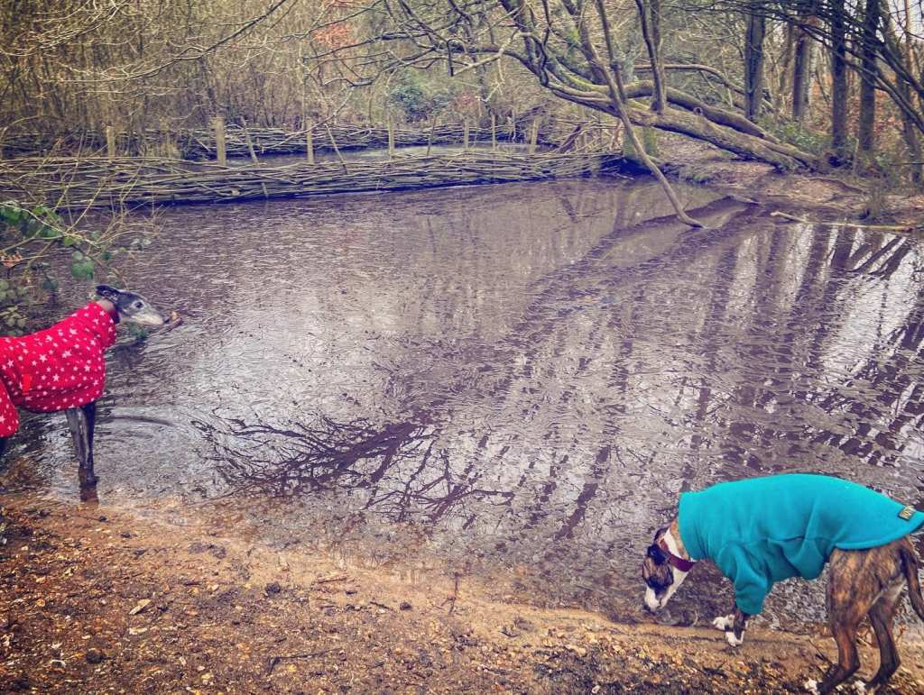 Rena and Jett at Aspen Pond