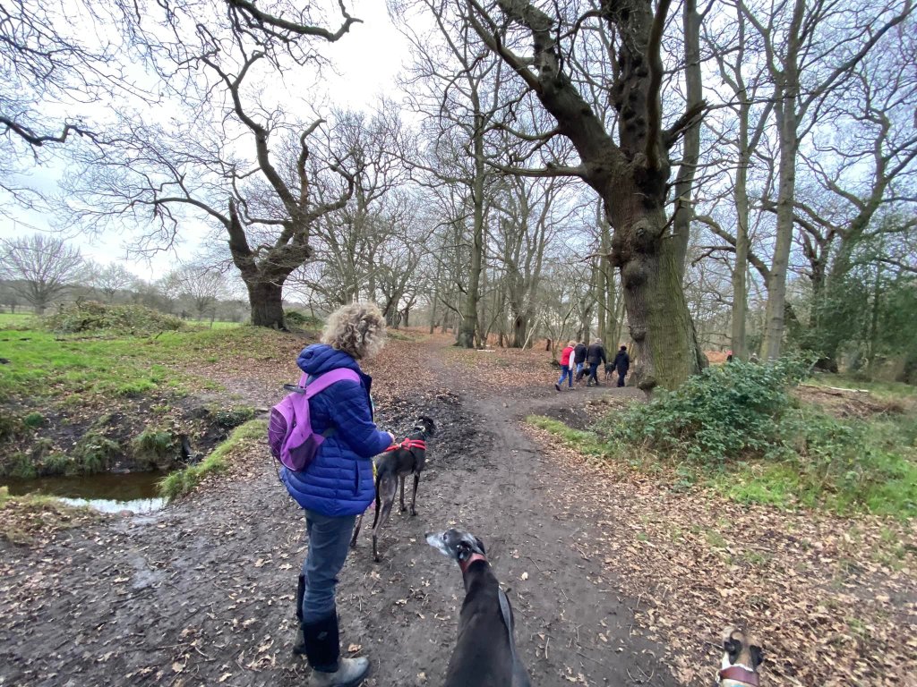 Walkers at a path over a watery ditch and a knobbly tree