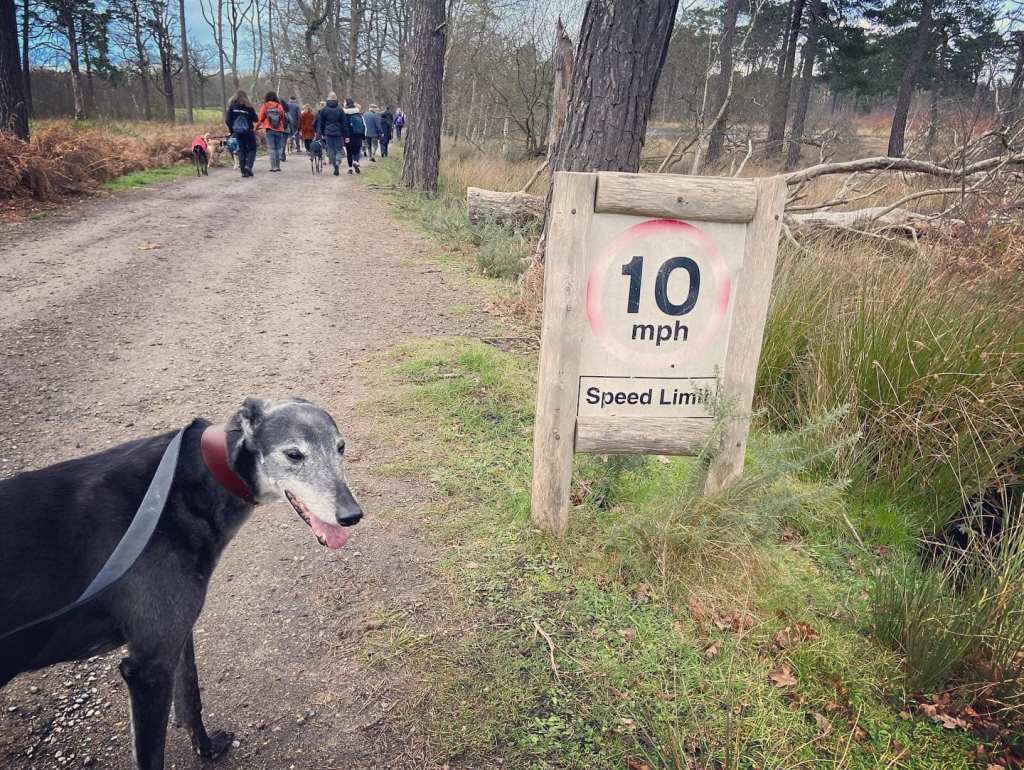 Rena greyhound at a 10mph sign