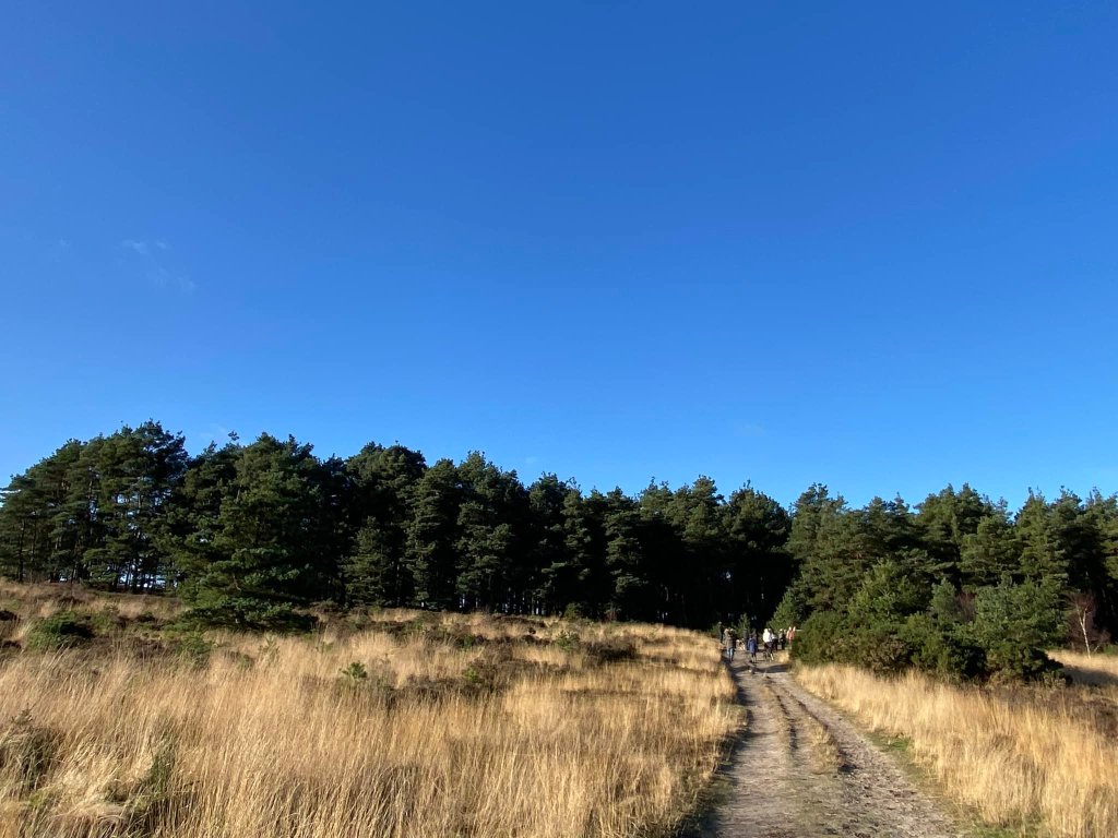 Open grassland with coniferous forest in the distance
