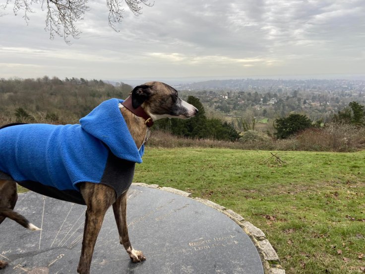 Jett looking towards Reigate Priory
