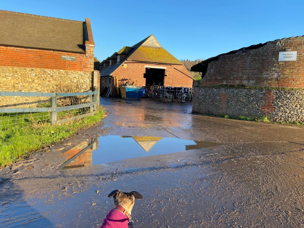 Jett whippet looking at cows at Norbury Park Farm