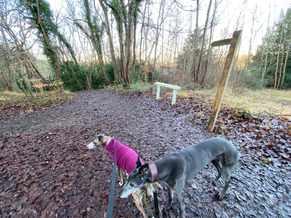 Jett whippet and Rena greyhound by a finger post and bench