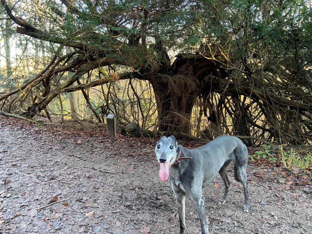 Rena greyhound in front of a tree
