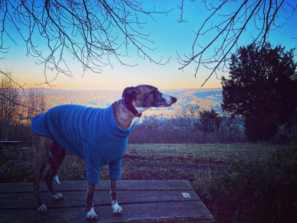 Jett whippet standing on a picnic table in front of the view from the hillside