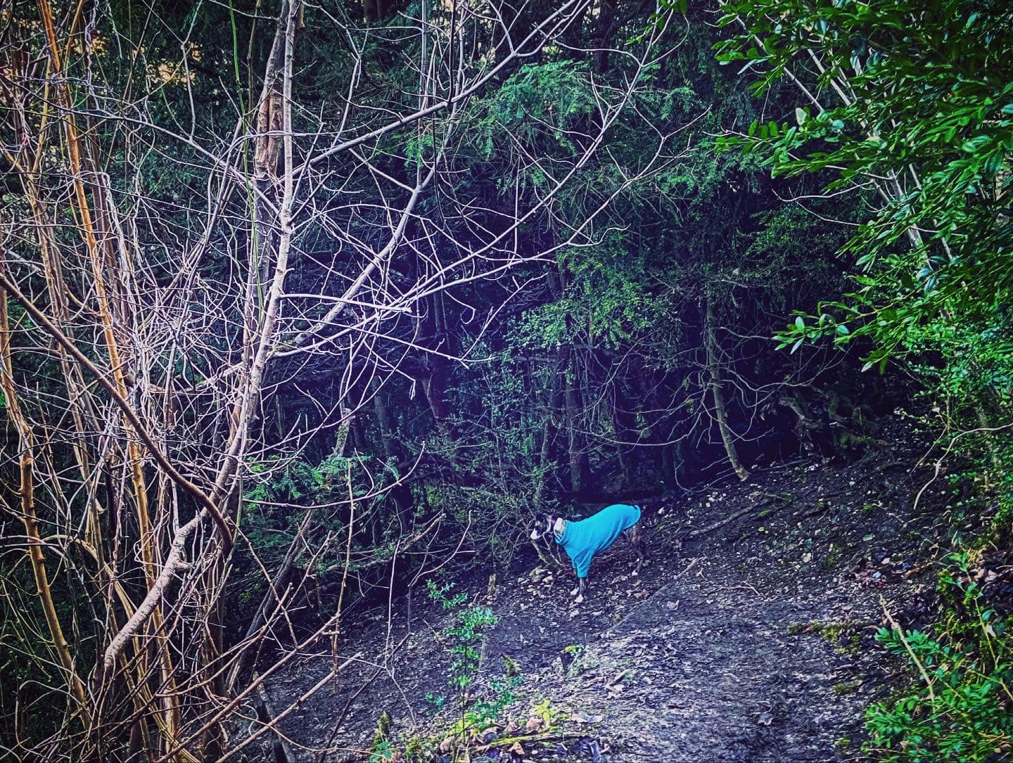 Steep winding steps down the hillside