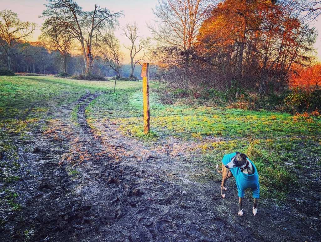 Jett whippet standing at a wooden post
