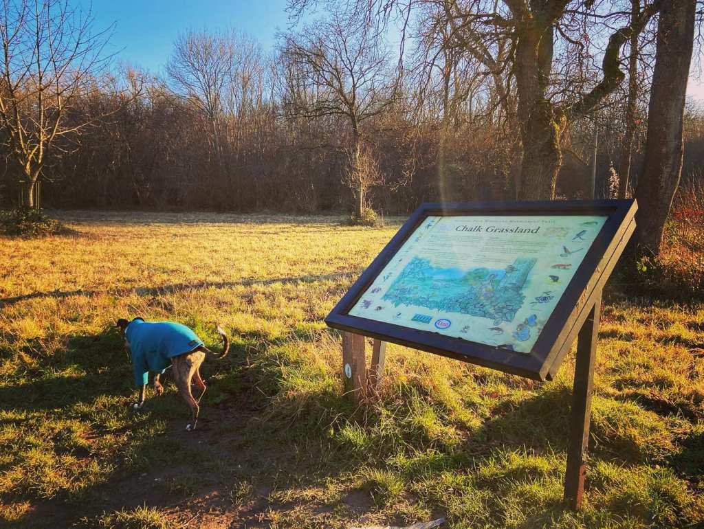 Jett whippet at the information board about the chalk grasslands