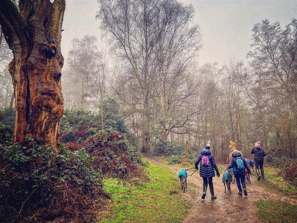 Walkers and dogs passing a tall dead tree