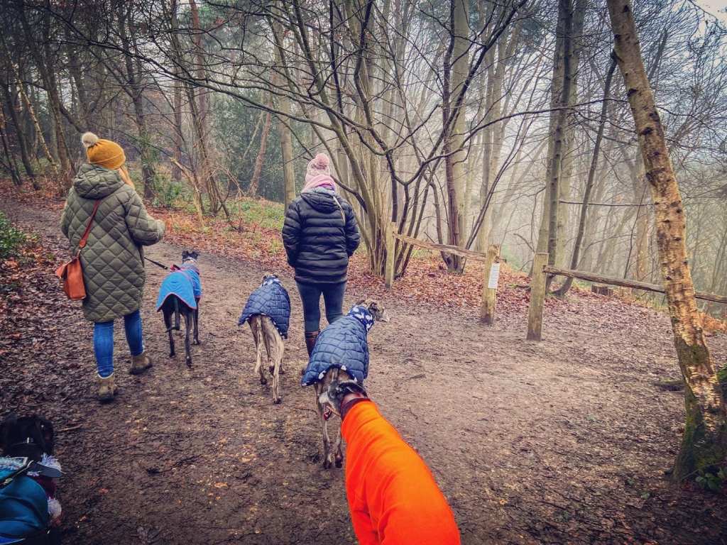 Two walkers and greyhounds in woodland next to a wooden barrier