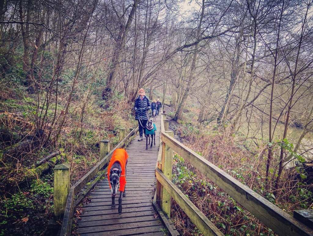 Walkers and dogs on a boardwalk