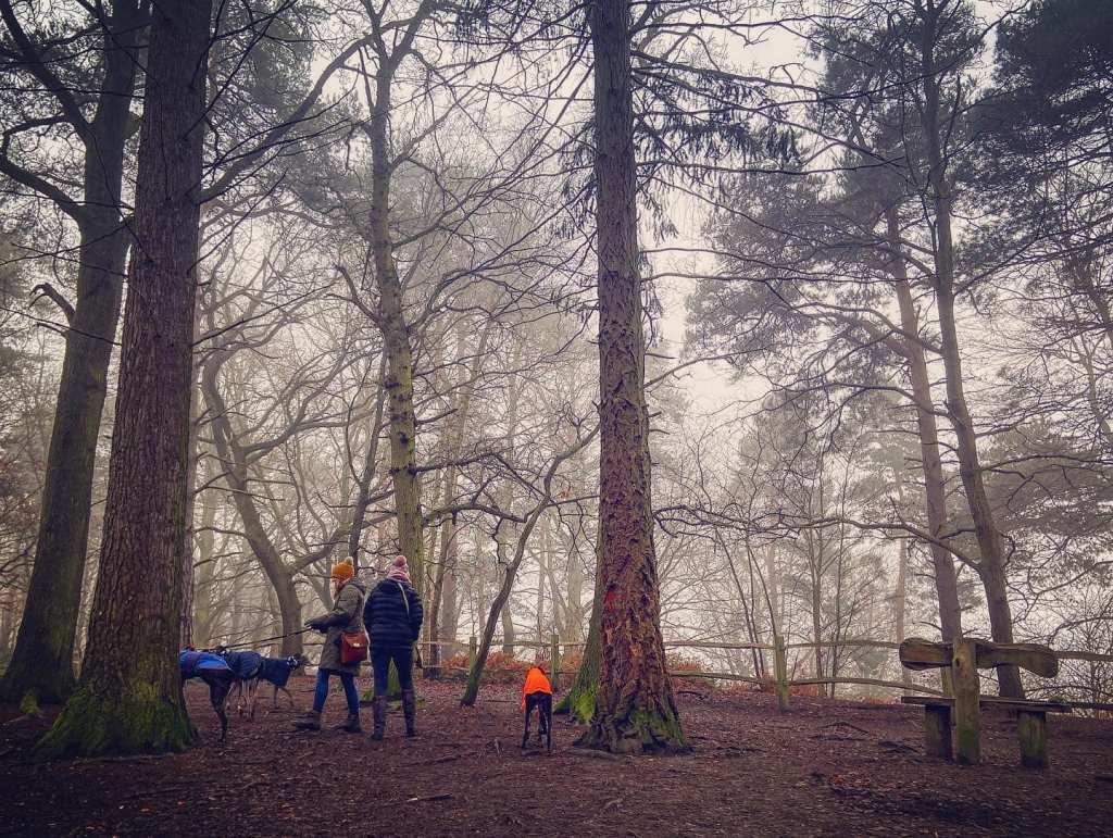 Two walkers and greyhounds at the top of a hill in the woods