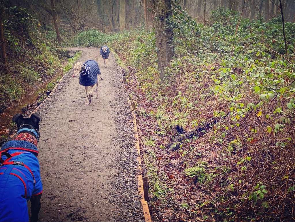 Greyhounds Millie and Murphy running down a path that was formerly a rifle range towards Windsor greyhound