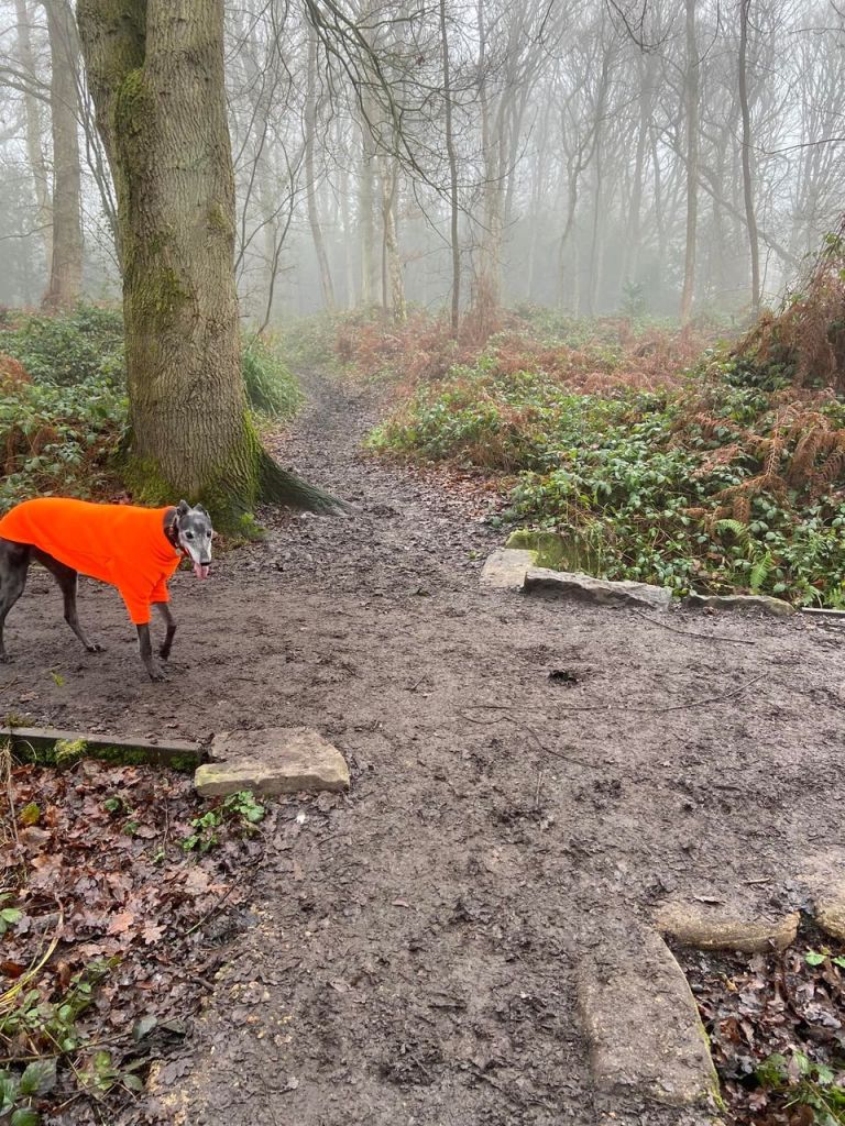 Rena greyhound at a junction of paths
