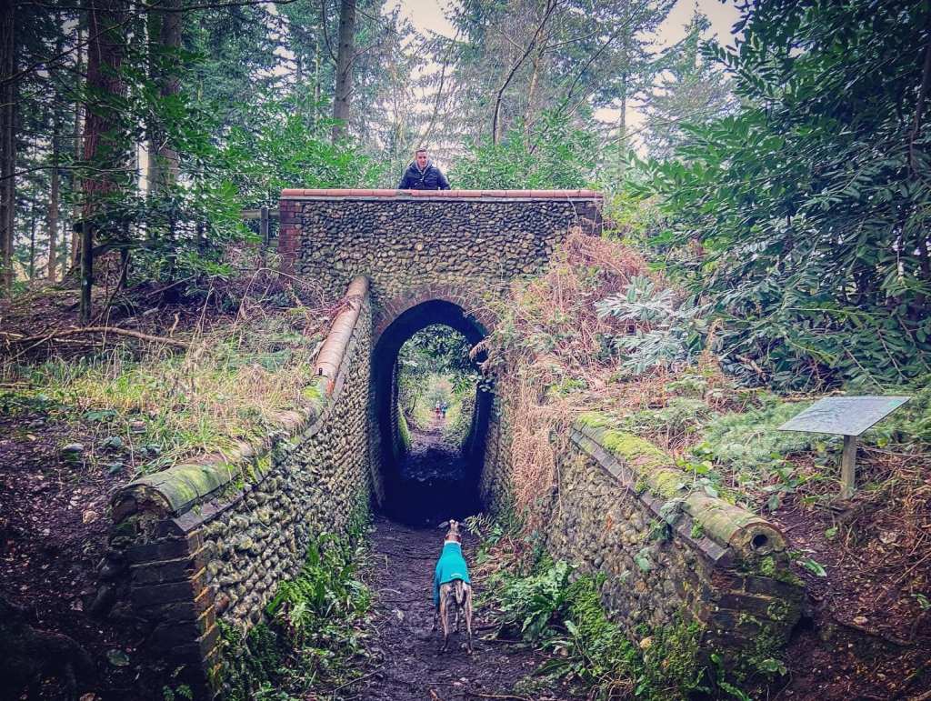 Jim standing on Briary Hill East bridge, looking over the bridge wall at Jett whippet, who is standing below looking up at him