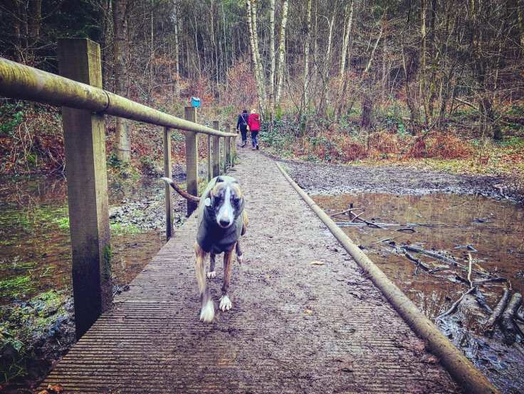Whippet running on a boardwalk over a spring water-fed pool/pond