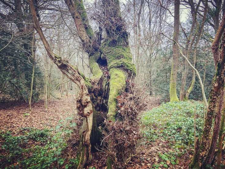Tree with a split in its trunk