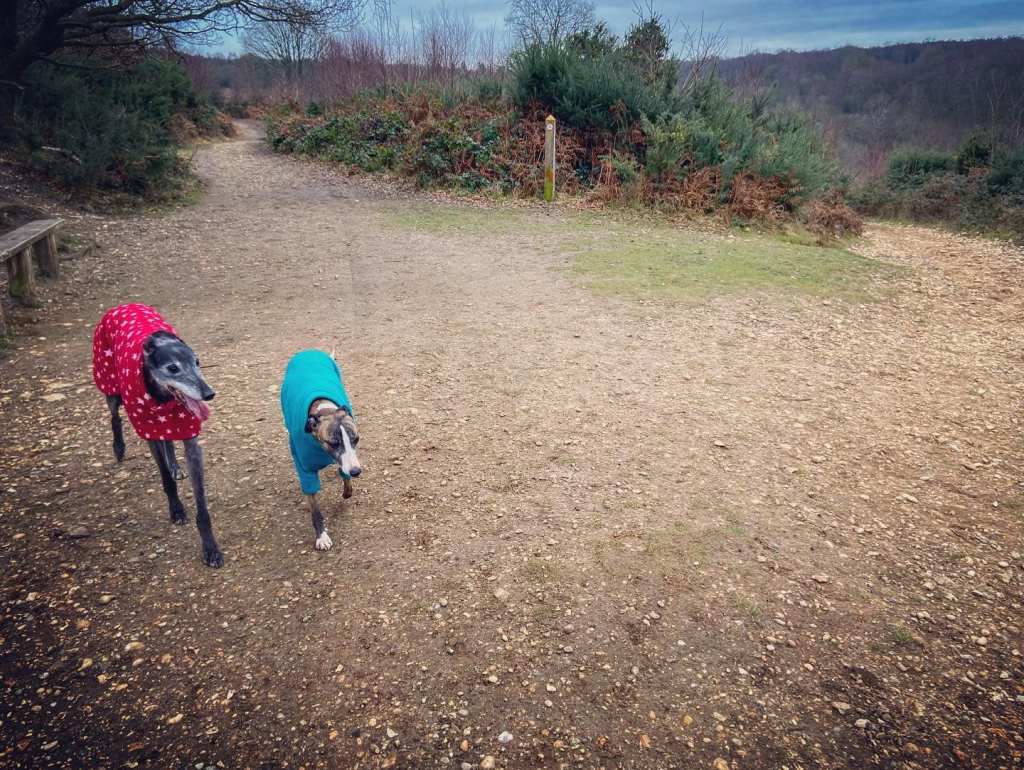 Rena Greyhound and Jett whippet at Ranmore Vista