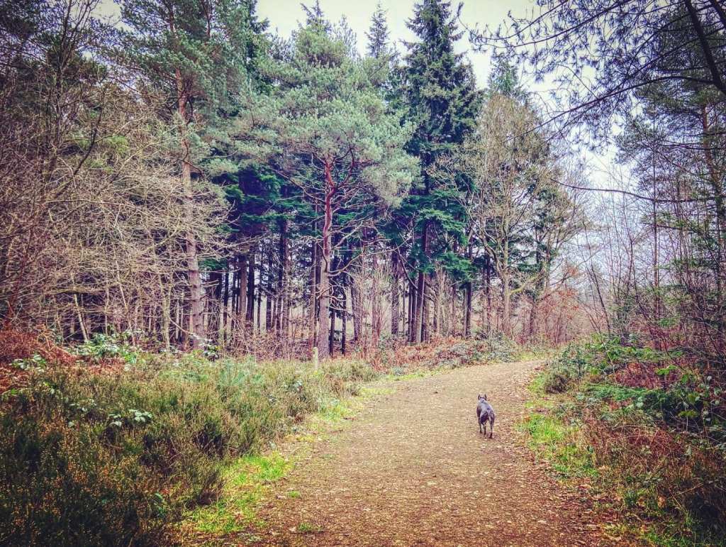 Stony path heading up slope, with fir trees on the left