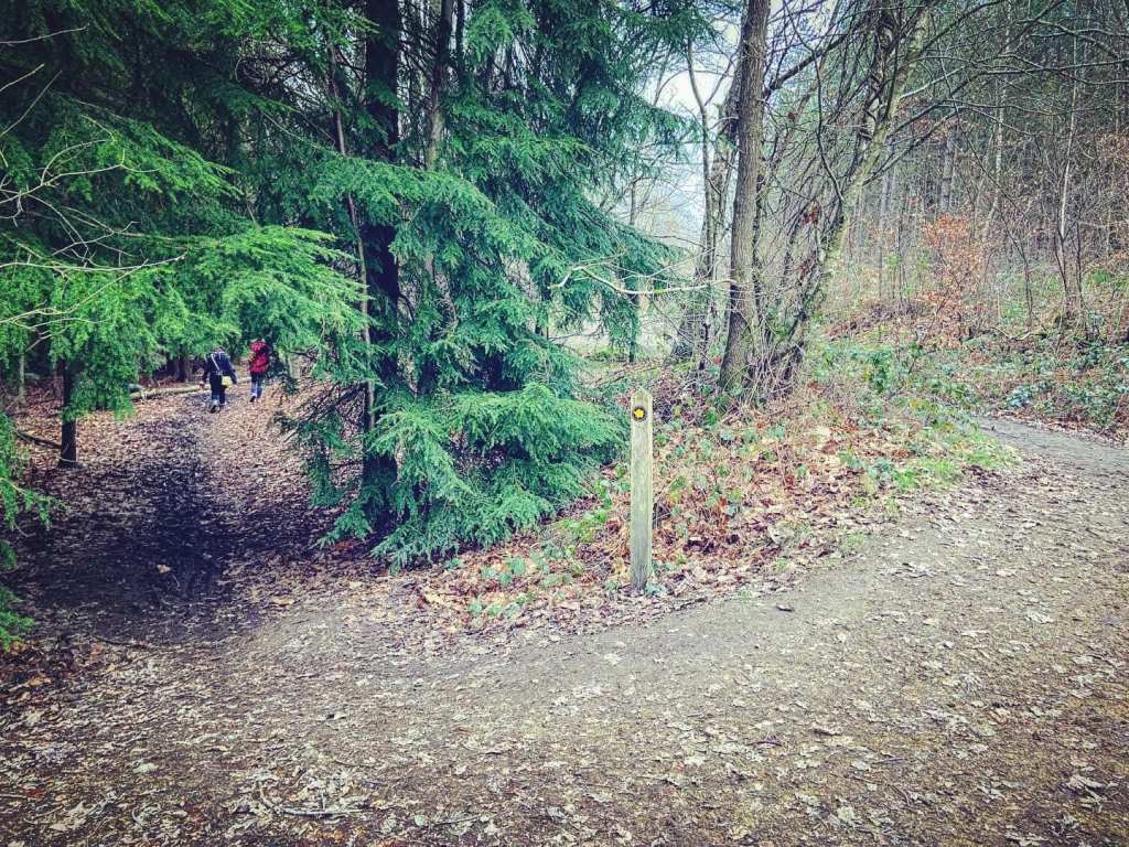Little path heading into the fir trees to the immediate left of a marker post 