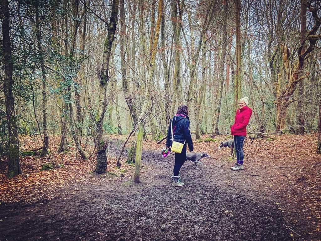 Two people and two whippets at a fork of paths in woods