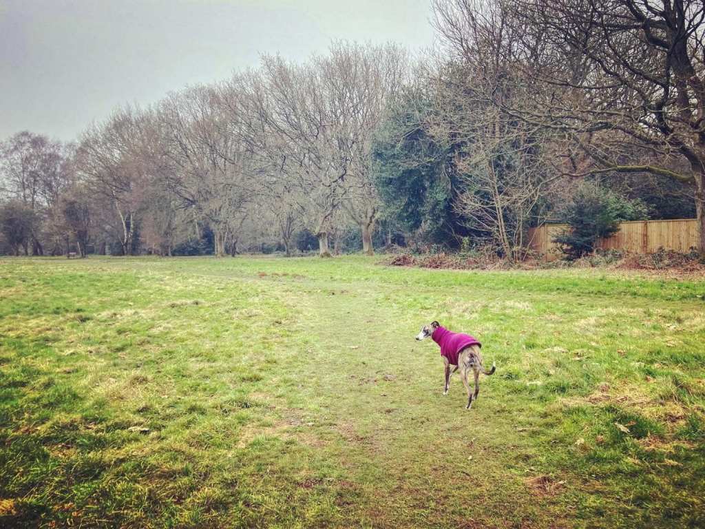 Jett whippet on Great Farleigh Green with Littlepark Wood behind