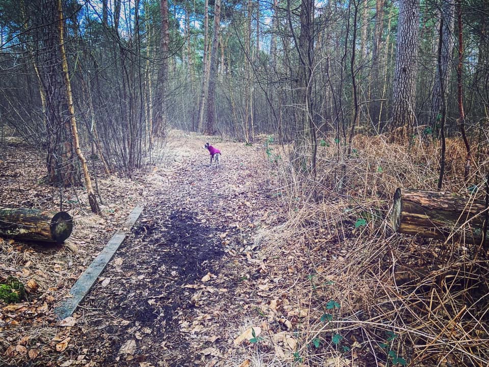 Jett on path between sawn tree trunk