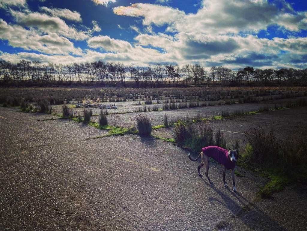 Weeds breaking through the concrete