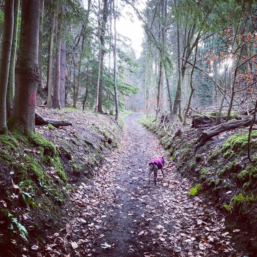 Upslope from Raven Arch