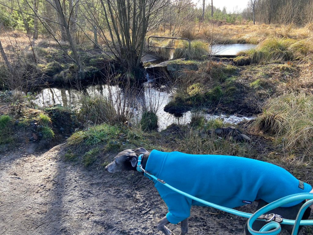 Pond with a broken bridge on the right