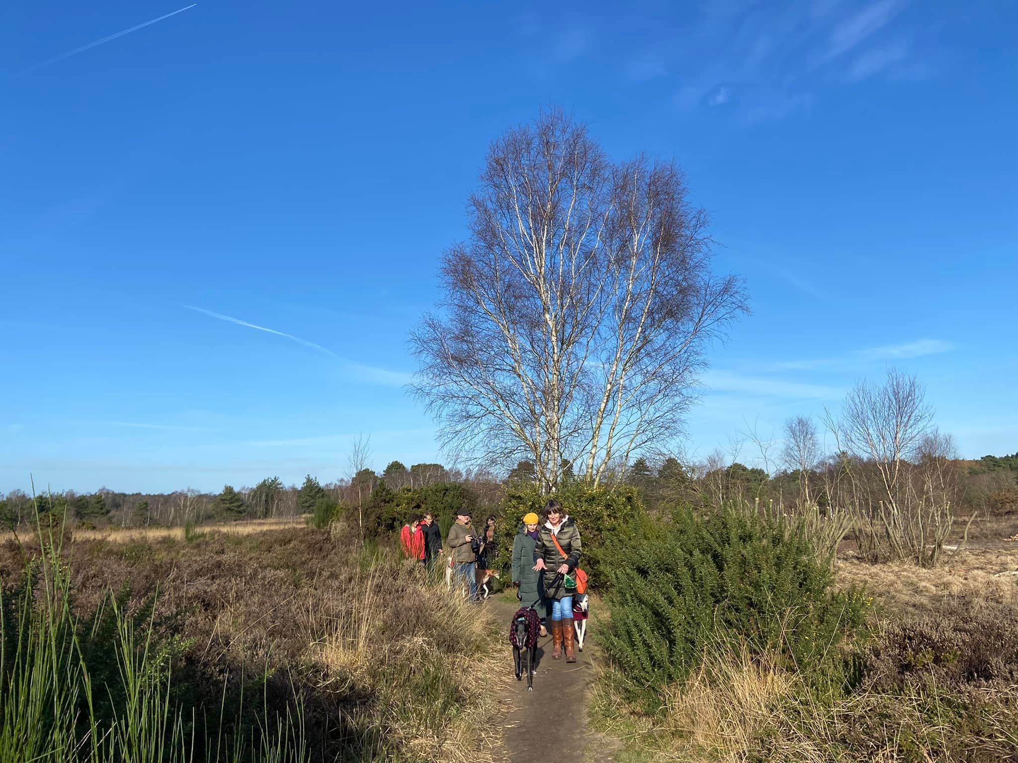 Narrow path through gorse and scrub