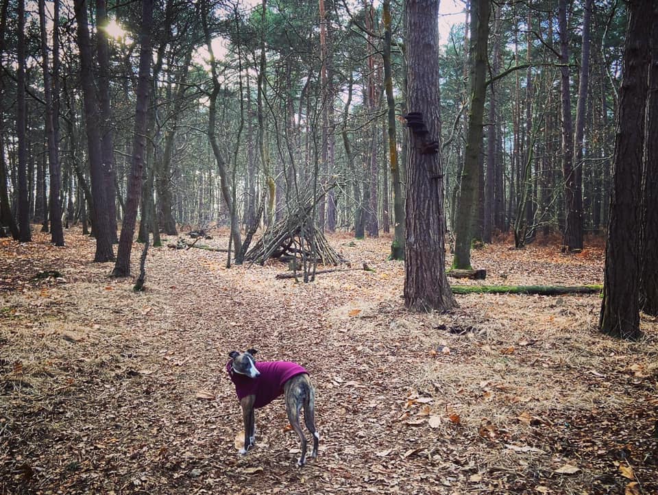 Tree in front of den/stick hut that has fungi growing on its trunk
