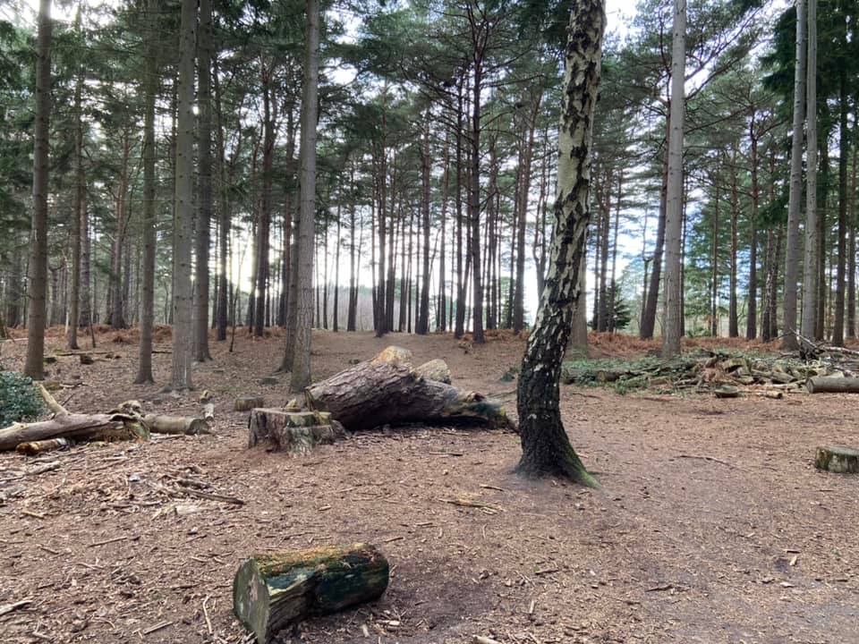 Pass immediately to the right of the big bit of fallen tree next to the stump and continue ahead through the trees to the heath